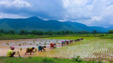 Bharat Vistaar AI to Guide Farmers as Centre Pushes Tech Driven Agriculture