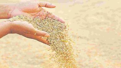 Telangana Releases Paddy Bonus as ₹514 Crore Credited to Farmers Accounts