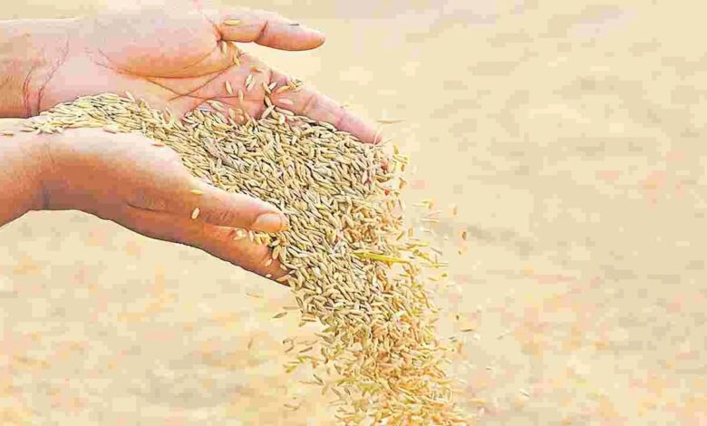 Telangana Releases Paddy Bonus as ₹514 Crore Credited to Farmers Accounts