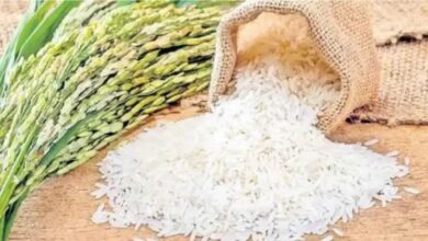 Telangana Rice Exports Surge as Europe Embraces State Grown Varieties