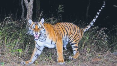 Jagitial District on Alert as Tiger Movement Triggers Fear in Villages