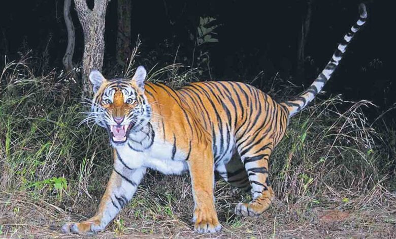 Jagitial District on Alert as Tiger Movement Triggers Fear in Villages