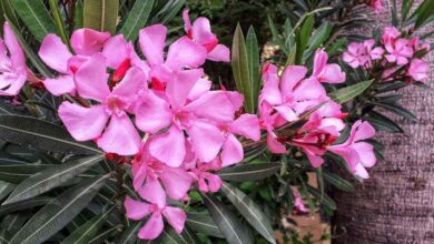 Beautiful but Dangerous Oleander Plants in Home Gardens Raise Health Concerns
