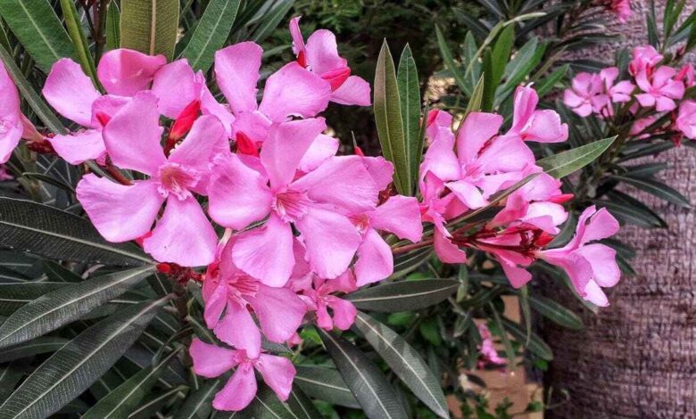 Beautiful but Dangerous Oleander Plants in Home Gardens Raise Health Concerns