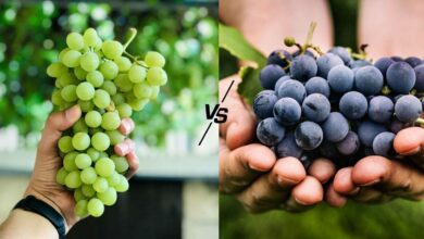 Best Time to Eat Grapes in Summer and How Much Is Healthy