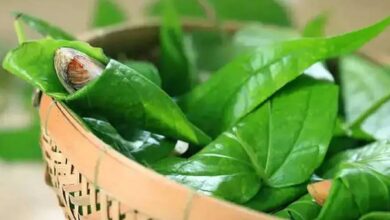 Betel Leaf After Meals Tradition Backed by Surprising Health Benefits