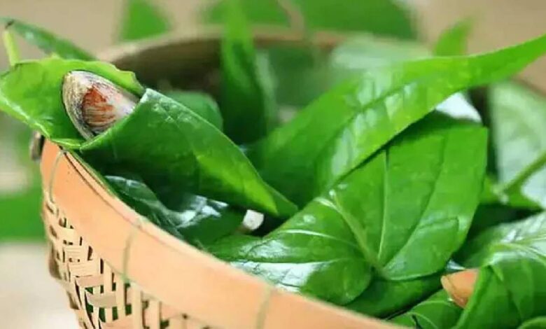 Betel Leaf After Meals Tradition Backed by Surprising Health Benefits