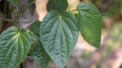 Betel Leaf Benefits How Consuming This Traditional Herb Boosts Immunity and Supports Overall Health