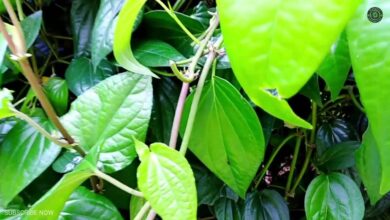 Betel Leaves Beyond Tradition Hidden Health Benefits Experts Want You to Know