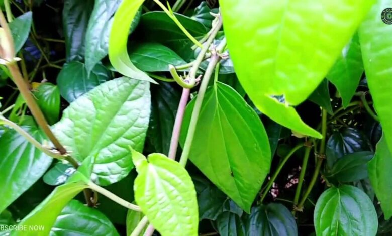 Betel Leaves Beyond Tradition Hidden Health Benefits Experts Want You to Know