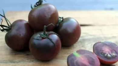 Black Cherry Tomatoes Gain Popularity as a Nutrient Rich Superfood Choice