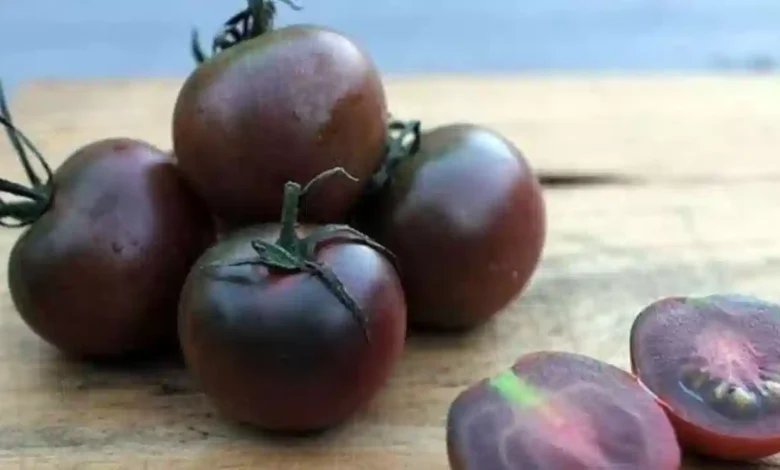 Black Cherry Tomatoes Gain Popularity as a Nutrient Rich Superfood Choice