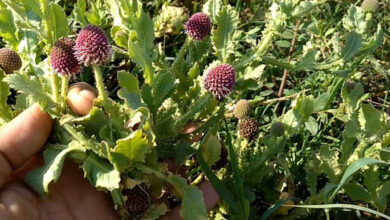 Bodataram Plant Benefits: Natural Remedies for Health Vitality and Male Sexual Wellness