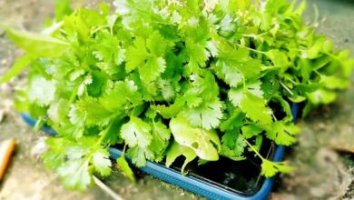 Coriander Leaves Emerge as Affordable Superfood With Multiple Health Benefits