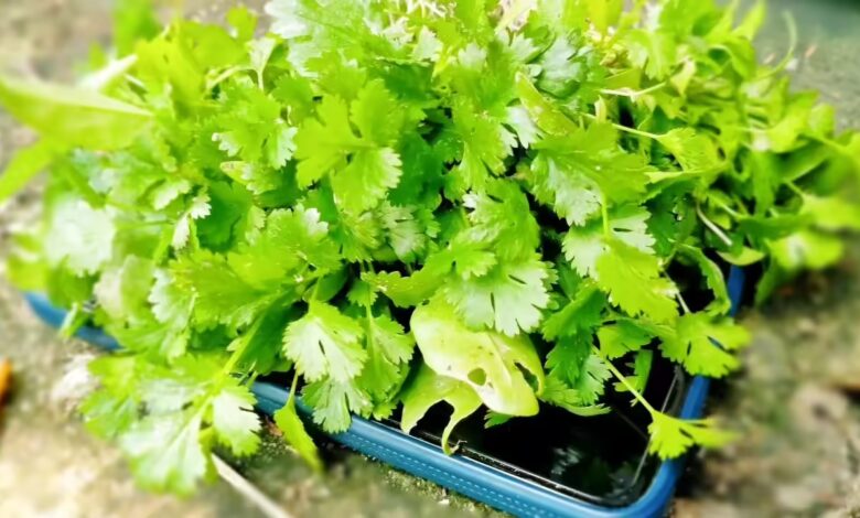 Coriander Leaves Emerge as Affordable Superfood With Multiple Health Benefits