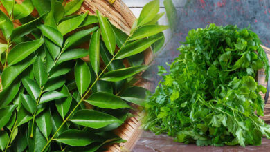 Curry Leaves or Coriander Which Herb Offers Greater Health Benefits Experts Explain the Nutritional Power in Indian Kitchens