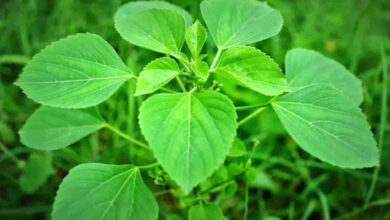 Do Not Ignore This Common Medicinal Plant Growing Around You