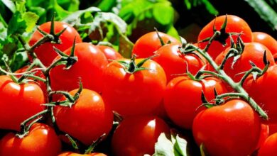 Eating Tomatoes Daily May Support Heart Health Digestion and Better Vision