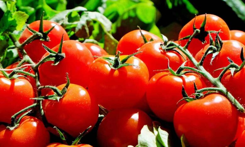 Eating Tomatoes Daily May Support Heart Health Digestion and Better Vision