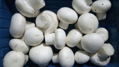Five Button Mushrooms a Day Could Boost Heart and Brain Health Says Study