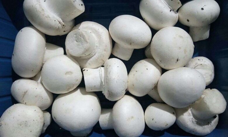 Five Button Mushrooms a Day Could Boost Heart and Brain Health Says Study