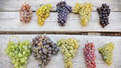 Grapes Packed with Nutrients Why This Simple Fruit Should Be Part of Your Daily Diet