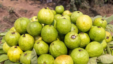Guava May Not Suit Everyone Experts Warn of Health Risks for Some Individuals