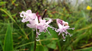 Jatamansi Emerges as Natural Remedy for Stress Sleep and Overall Wellness