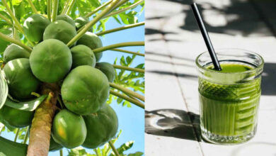 Papaya Leaf Juice: The Natural Remedy That Supports Immunity, Digestion, and Overall Health