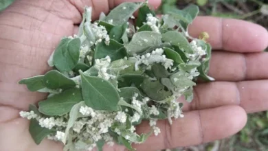 Rare Herbal Plant Gains Attention for Traditional Healing Claims