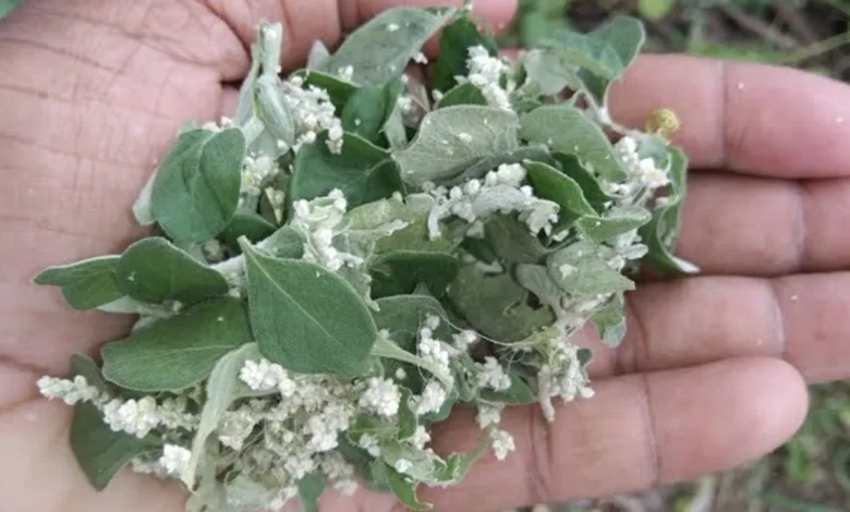 Rare Herbal Plant Gains Attention for Traditional Healing Claims