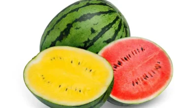 Red or Yellow Watermelon: Which One Packs More Health Benefits for Your Body