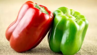 Red vs Green Capsicum Which One Truly Boosts Your Health More