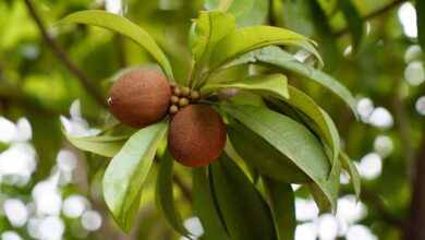 Sapota Fruit Offers Energy and Nutrients but May Not Suit Everyone Experts Advise Caution