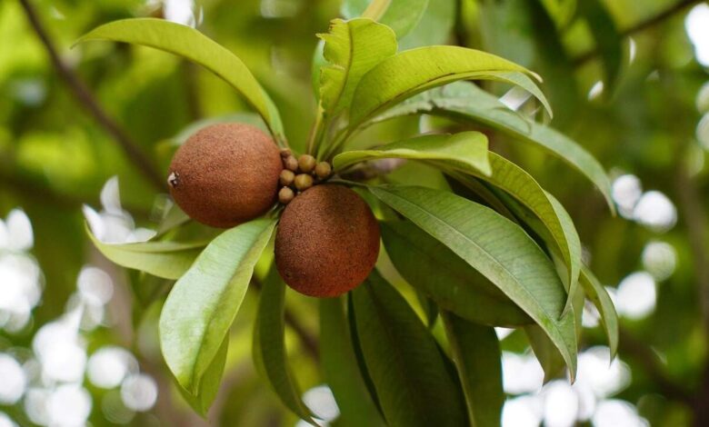 Sapota Fruit Offers Energy and Nutrients but May Not Suit Everyone Experts Advise Caution