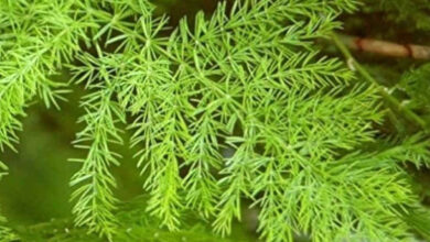 Shatavari Plant Known for Powerful Ayurvedic Benefits Gains Attention for Natural Healing