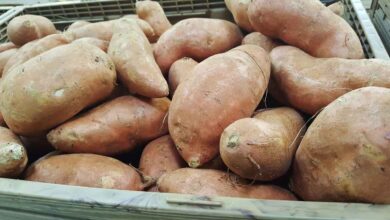 Sweet Potato From Sharper Vision to Stronger Heart This Everyday Root Packs Powerful Benefits