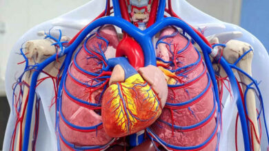 Tiny Daily Habits Can Protect Your Heart and Significantly Reduce Cardiovascular Risks