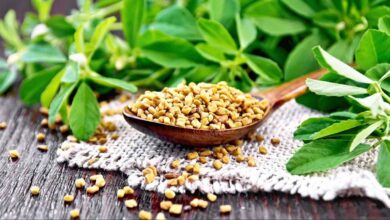 Tiny Fenugreek Seeds Offer Powerful Health Benefits From Blood Sugar Control to Better Digestion