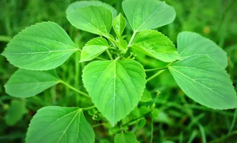 Traditional Herb Kuppinta Leaf May Help Relieve Constipation and Other Health Problems