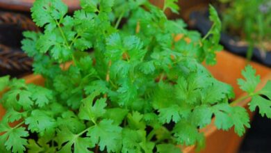 Why You Should Stop Ignoring Coriander Leaves Hidden Health Benefits Experts Highlight