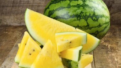 Yellow Watermelon Gains Attention for Its Nutritional Benefits and Health Boosting Properties