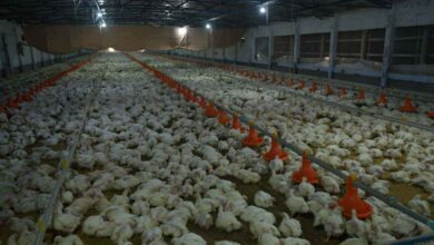 Chicken Prices Surge Across Telugu States Amid Supply Shortage