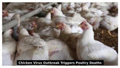 Chicken Virus Outbreak Triggers Massive Poultry Deaths and Price Concerns in Telangana