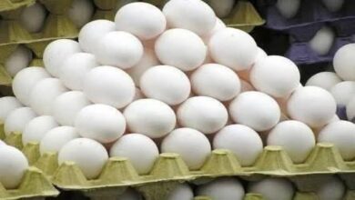 Egg Prices Fall Sharply as Export Disruptions Increase Supply in Indian Markets
