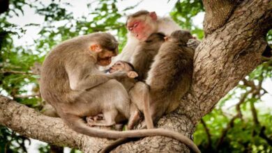 Monkey Problem Between Villages Creates New Challenge for Sarpanches