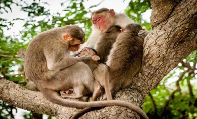 Monkey Problem Between Villages Creates New Challenge for Sarpanches