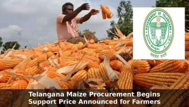 Telangana: Maize Procurement Begins as Government Announces Support Price for Farmers