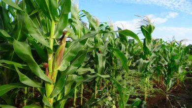 State Plans Yasangi Crop Procurement Under Price Support Scheme