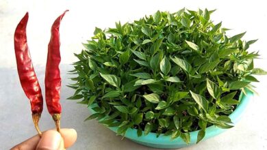 Chilli Leaves: The Overlooked Superfood Packed with Vitamins and Health Benefits